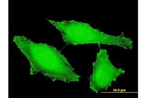 Immunofluorescence of monoclonal antibody to PTPRE on HeLa cell. (PTPRE 抗体  (AA 511-600))