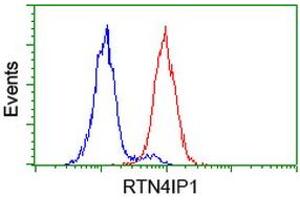 Image no. 2 for anti-Reticulon 4 Interacting Protein 1 (RTN4IP1) antibody (ABIN1500771) (RTN4IP1 抗体)