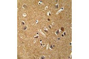 Formalin fixed, paraffin embedded human brain tissue stained with DAGLA Antibody  followed by peroxidase conjugation of the secondary antibody and DAB staining. (DAGLA 抗体  (Middle Region))