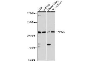 Western blot analysis of extracts of various cell lines, using D1 antibody (ABIN6131188, ABIN6136969, ABIN6136970 and ABIN6216905) at 1:3000 dilution. (AP3D1 抗体  (AA 520-700))