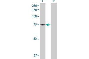 Western Blot analysis of ENOX1 expression in transfected 293T cell line by ENOX1 MaxPab polyclonal antibody. (ENOX1 抗体  (AA 1-643))