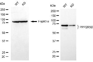 Western blotting analysis using PPP2R5D antibody (ABIN7800023). (Recombinant PPP2R5D 抗体)