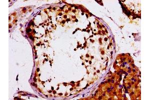 IHC image of ABIN7150334 diluted at 1:100 and staining in paraffin-embedded human testis tissue performed on a Leica BondTM system. (MCM4 抗体  (AA 2-141))