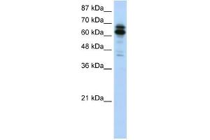 SYNCRIP antibody used at 1. (SYNCRIP 抗体  (N-Term))