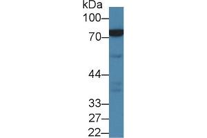 Detection of NDUFS1 in Porcine Kidney lysate using Polyclonal Antibody to NADH Dehydrogenase Ubiquinone Fe-S Protein 1 (NDUFS1) (NDUFS1 抗体  (AA 524-727))