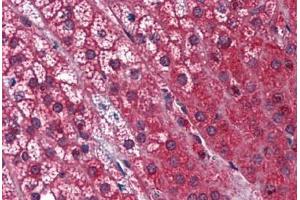 Human Adrenal: Formalin-Fixed, Paraffin-Embedded (FFPE) (STK16 抗体  (AA 1-306))
