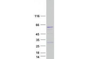 Western Blotting (WB) image for Polyamine Oxidase (Exo-N4-Amino) (PAOX) (Transcript Variant 5) protein (Myc-DYKDDDDK Tag) (ABIN2728210)