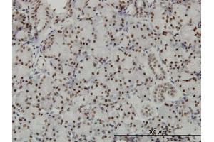 Immunoperoxidase of monoclonal antibody to TCEA3 on formalin-fixed paraffin-embedded human salivary gland. (TCEA3 抗体  (AA 1-348))