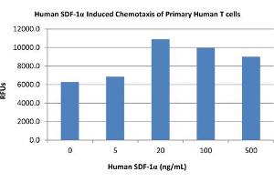 SDS-PAGE of Human Stromal Cell-Derived Factor-1 alpha (CXCL12) Recombinant Protein Bioactivity of Human Stromal Cell-Derived Factor-1 alpha (CXCL12). (CXCL12 蛋白)