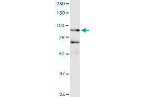 Immunoprecipitation of FBXO40 transfected lysate using anti-FBXO40 MaxPab rabbit polyclonal antibody and Protein A Magnetic Bead , and immunoblotted with FBXO40 purified MaxPab mouse polyclonal antibody (B01P) . (FBXO40 抗体  (AA 1-709))