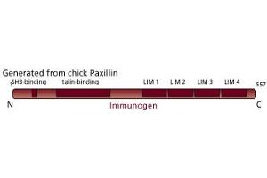 Image no. 3 for anti-Paxillin (PXN) (AA 1-557) antibody (ABIN968067) (Paxillin 抗体  (AA 1-557))