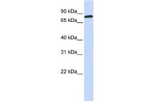 Western Blotting (WB) image for anti-Aconitase 2, Mitochondrial (ACO2) antibody (ABIN2459965) (ACO2 抗体)