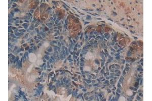 DAB staining on IHC-P; Samples: Mouse Small intestine Tissue (NUCB2 抗体  (AA 26-106))