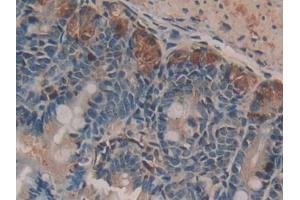 DAB staining on IHC-P; Samples: Mouse Small intestine Tissue (NUCB2 抗体  (AA 26-106))