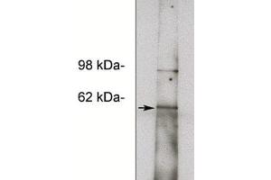 Western blot of HepG2 cell lysate (11 µg/lane) using X1856P (10  µg/ml). (NOTUM 抗体)
