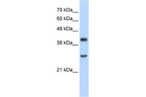 Western Blotting (WB) image for anti-Cytosolic Iron-Sulfur Protein Assembly 1 (CIAO1) antibody (ABIN2460941) (CIAO1 抗体)