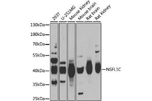 Western blot analysis of extracts of various cell lines, using NSFL1C antibody (ABIN6131003, ABIN6144873, ABIN6144874 and ABIN6222382) at 1:1000 dilution. (NSFL1C 抗体  (AA 1-185))