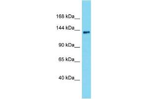 Western Blotting (WB) image for anti-Integrator Complex Subunit 2 (INTS2) (N-Term) antibody (ABIN2791590) (INTS2 抗体  (N-Term))