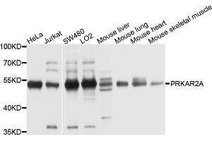 Western blot analysis of extracts of HepG2 cell and Hela cell line, using PRKAR2A antibody. (PRKAR2A 抗体)
