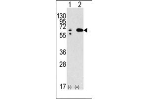 Western blot analysis of anti-hBECN1- Pab (ABIN388546 and ABIN2849692) in 293 cell line lysates transiently transfected with the BECN1 gene (2 μg/lane). (Beclin 1 抗体  (AA 210-239))