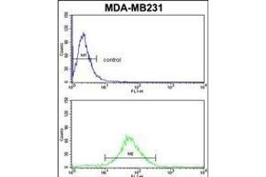 FMO3 Antibody (N-term) (ABIN390888 and ABIN2841098) flow cytometric analysis of MDA-M cells (bottom histogram) compared to a negative control cell (top histogram). (FMO3 抗体  (N-Term))