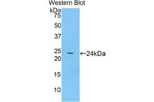 Western Blotting (WB) image for anti-Prostaglandin-Endoperoxide Synthase 1 (Prostaglandin G/H Synthase and Cyclooxygenase) (PTGS1) (AA 407-602) antibody (ABIN1860352) (PTGS1 抗体  (AA 407-602))
