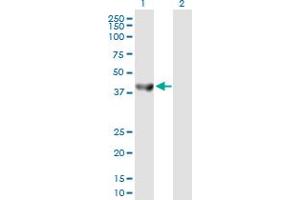 Western Blot analysis of SEPT5 expression in transfected 293T cell line by SEPT5 MaxPab polyclonal antibody. (Septin 5 抗体  (AA 1-369))