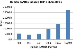 SDS-PAGE of Human RANTES (CCL5) Recombinant Protein Bioactivity of Human RANTES (CCL5) Recombinant Protein. (CCL5 蛋白)