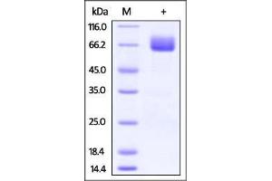 Cynomolgus B7-1, Fc Tag on SDS-PAGE under reducing (R) condition.