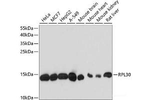 Western blot analysis of extracts of various cell lines using RPL30 Polyclonal Antibody at dilution of 1:3000. (RPL30 抗体)
