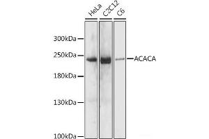 Western blot analysis of extracts of various cell lines using ACACA Polyclonal Antibody at dilution of 1:1000. (Acetyl-CoA Carboxylase alpha 抗体)