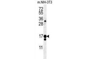 Western Blotting (WB) image for anti-Intraflagellar Transport 43 Homolog (IFT43) antibody (ABIN3002323) (IFT43 抗体)