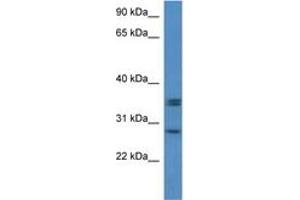 Image no. 1 for anti-Neurexophilin 1 (NXPH1) (N-Term) antibody (ABIN6746409) (Neurexophilin 1 抗体  (N-Term))