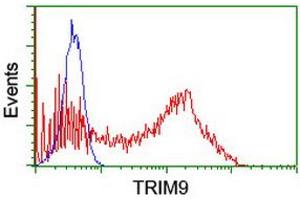 Image no. 2 for anti-Tripartite Motif Containing 9 (TRIM9) (AA 284-669) antibody (ABIN1491326) (TRIM9 抗体  (AA 284-669))