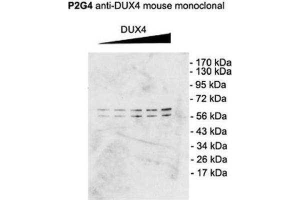 DUX4 抗体  (C-Term) (HRP)