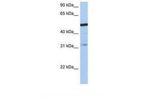 Image no. 1 for anti-Zinc Finger Protein 14 Homolog (ZFP14) (AA 110-159) antibody (ABIN6738734) (ZFP14 抗体  (AA 110-159))