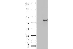 Image no. 2 for anti-Estrogen-Related Receptor gamma (ESRRG) (Internal Region) antibody (ABIN375117) (ESRRG 抗体  (Internal Region))