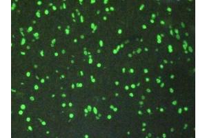 Immunohistochemistry (IHC) image for anti-Histone 3 (H3) (AA 1-136) antibody (ABIN7439303)