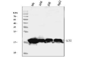 Western blot analysis of PC4/SUB1 using anti-PC4/SUB1 antibody (ABIN7602184).
