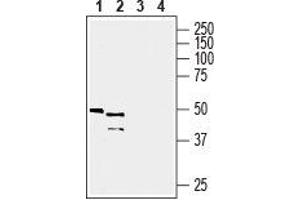 Western blot analysis of mouse kidney lysate (lanes 1 and 3) and mouse liver membrane (lanes 2 and 4): - 1, 2. (GPR81 抗体  (C-Term, Intracellular))