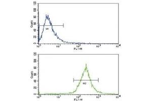 Flow cytometric analysis of WiDr cells using BMPR1A antibody (blue) compared to a negative control (green). (BMPR1A 抗体  (AA 1-30))