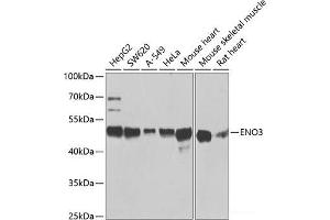 Western blot analysis of extracts of various cell lines using ENO3 Polyclonal Antibody at dilution of 1:1000. (ENO3 抗体)