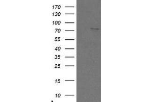 Image no. 1 for anti-SKI-Like Oncogene (SKIL) (AA 307-684) antibody (ABIN1491385) (SKIL 抗体  (AA 307-684))
