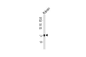 Western blot analysis of lysate from rat brain tissue lysate, using FXYD1 Antibody (C-term) (ABIN6242339 and ABIN6577544). (FXYD1 抗体  (C-Term))