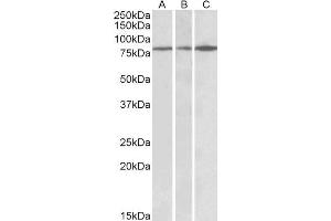 ABIN2564374 (0. (PAPD5 抗体  (AA 78-90))