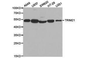 Western Blotting (WB) image for anti-Tripartite Motif Containing 21 (TRIM21) antibody (ABIN1875204) (TRIM21 抗体)