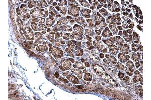 IHC-P Image NDUFS3 antibody detects NDUFS3 protein at cytosol on mouse stomach by immunohistochemical analysis. (NDUFS3 抗体  (Center))