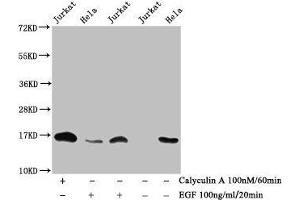 Western Blot Detected samples: Jurkat whole cell lysate, Hela whole cell lysate, Untreated (-) or treated (+) with Calyculin A and EGF All lanes: HIST1H3A antibody at 1:1000 Secondary Goat polyclonal to rabbit IgG at 1/40000 dilution Predicted band size: 16 kDa Observed band size: 16 kDa (HIST1H3A 抗体  (pThr3))