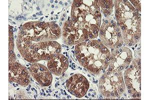 Immunohistochemical staining of paraffin-embedded Human Kidney tissue using anti-FTCD mouse monoclonal antibody. (FTCD 抗体)