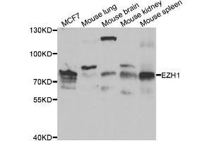 Western blot analysis of extracts of various cell lines, using EZH1 antibody. (EZH1 抗体)